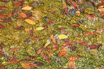 otoño hojas secas caidas en el cauce de un rio de aguas transparentes 4M0A2575-as24
