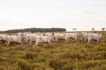 cows in a field