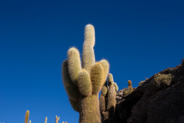 cactus in the desert