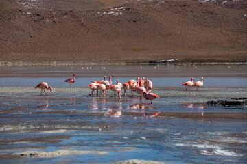 flamingos in the lake
