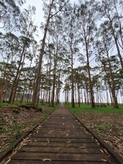 Fototapeta premium Rodiles Beach with its eucalyptus forest beside the Villaviciosa estuary in Asturias, Spain