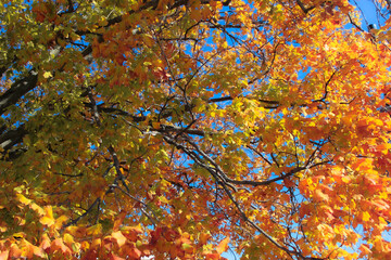 autumn leaves background