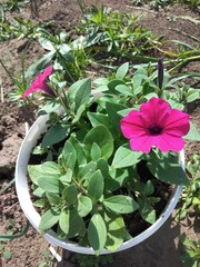  flowers, nature, garden, bloom, flower, blossom, summer, pink, plant, beauty, floral, bouquet, colorful