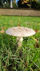 Mushroom in the grass