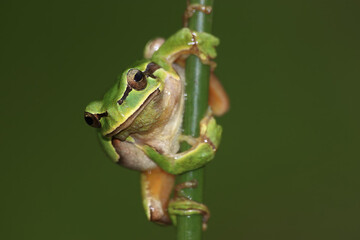 Rela (Hyla arborea)