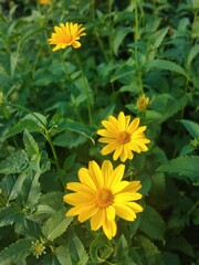 peony, peonies, flowers, nature, garden, blooming peonies, bloom, flower, blossom, summer, pink, plant, beauty, floral, bouquet, colorful