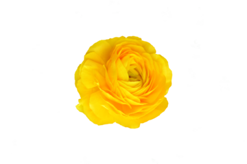 Yellow ranunculus flower isolated, png file