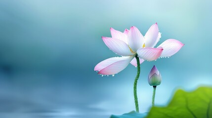   A pair of pink flowers resting atop two green leaves above a green water surface