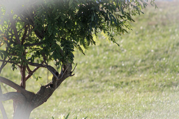 greenery backdrop of clematis with bark and sunny grass background with room for copy