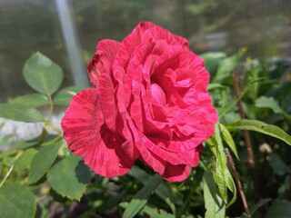 red flower in the garden