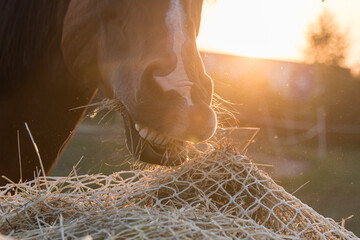 Horse eating hay from a special hay net. Slow feeder hay nets allows horses to eat as they do in nature, because horse must be encouraged to nibble and move. Sunset time.  © mckornik