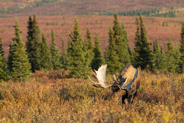 Alaska Yukon Bull Moose in Denali National Park Alaska in Autumn