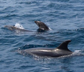 Baby Dolphin Jumping out of water with companions 