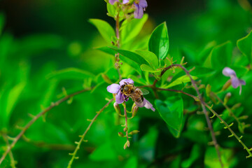 Flor e Abelha