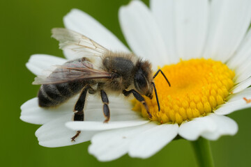 Closeup on a worker European honeybee, Apis mellifera on a white Leucanthemum flower in a meadow