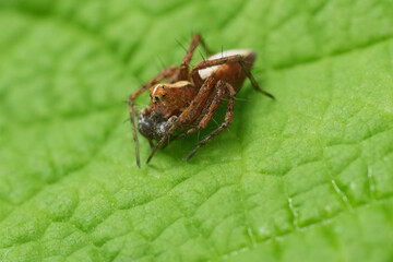 Closeup on a small hairy North-American western lynx spider, Oxyopes scalaris sitting on a green leaf , Oregon