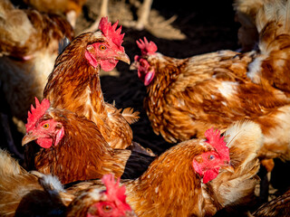 Freilaufende Hühner am Hühnerwagen