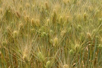 黄金色のムギ畑