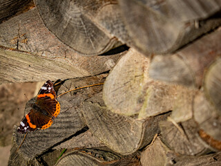 Admiral wärmt sich auf Holzscheit  in der Sonne © focus finder
