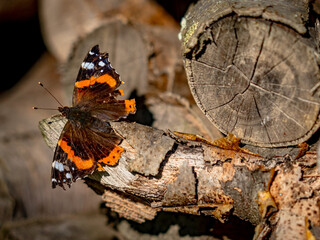 Admiral wärmt sich auf Holzscheit  in der Sonne © focus finder