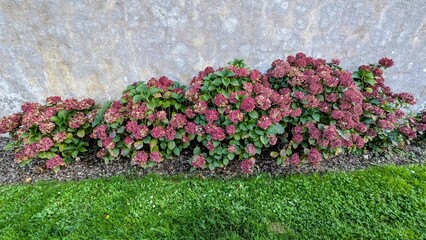 MAUGES-SUR-LOIRE (Maine-et-Loire)