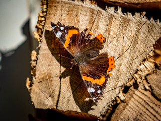 Admiral wärmt sich auf Holzscheit  in der Sonne © focus finder