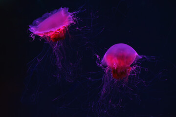 Two fluorescent jellyfish swimming underwater aquarium pool with red neon light. The Lion's mane...