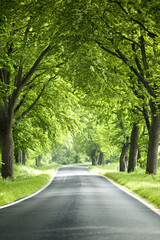 Fototapeta premium scenic winding road through green trees