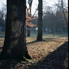 Fototapeta premium A tree trunk is in the foreground of a park with a few leaves on the ground