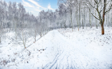 Amazing landscape with snow-covered trees in the city park.