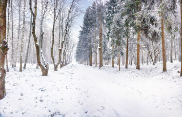 Amazing landscape with snow-covered trees in the city park.