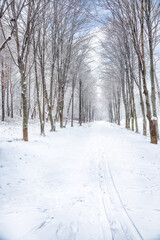 Naklejka premium Amazing landscape with snow-covered trees in the city park.