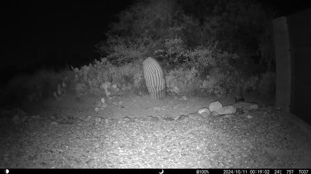 Hooded skunk hunting at night