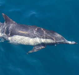 Fototapeta premium Dolphin swimming just under the surface of the Ocean