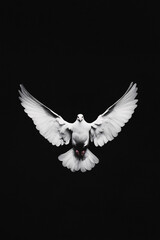 Obraz premium white dove in flight against black background