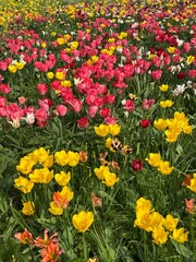 flores en la haya holanda