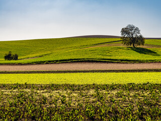 Hügelige Agrarlandschaft im Herbst