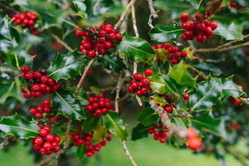 Christmas Holly Tree with Berries and Green Spiky Leaves. Red Berry Festive Holiday Background