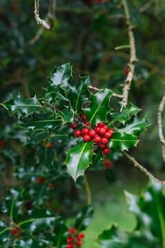 Christmas Holly Tree with Berries and Green Spiky Leaves. Red Berry Festive Holiday Background