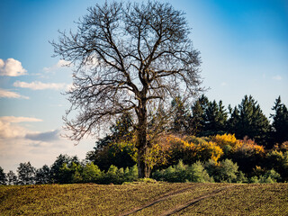 Fototapeta premium Mischwald im Herbst