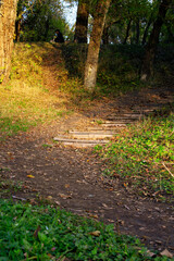 Warm autumn day in the forest. The sun's rays softly penetrate the golden-red leaves that seem to glow on the trees. A carpet of fallen leaves rustles underfoot, creating a cozy atmosphere.