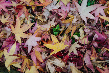 Autumnal Autumn Leaves - Red, Orange and Yellow Acer Leaves from Blockley, The Cotswolds - ideal background