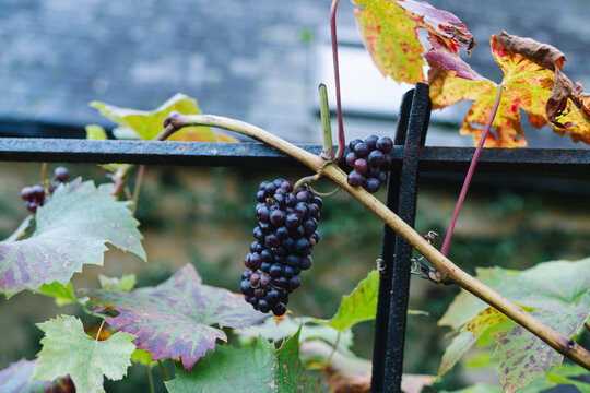 English Wine Grapes from a Vineyard in England - Red Fruit in Blockley, The Cotswolds