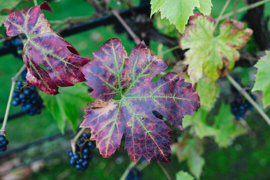 English Wine Grapes from a Vineyard in England - Red Fruit in Blockley, The Cotswolds