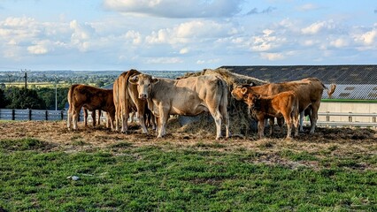 MAUGES-SUR-LOIRE (Maine-et-Loire)