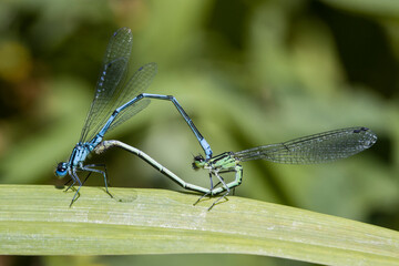 Paarungsrad der Hufeisen-Azurjungfer (Coenagrion puella)