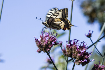 Schwalbenschwanz (Papilio machaon) auf einer Eisenkraut-Blüte
