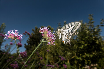 Schwalbenschwanz (Papilio machaon) auf einer Eisenkraut-Blüte