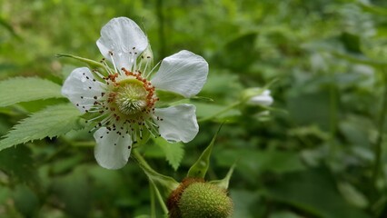 Rubus trifidus plant floral background. Photo of rubus illecebrosus flower in forest. © Yusuf_Store