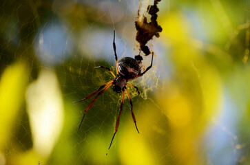 Primer plano araña